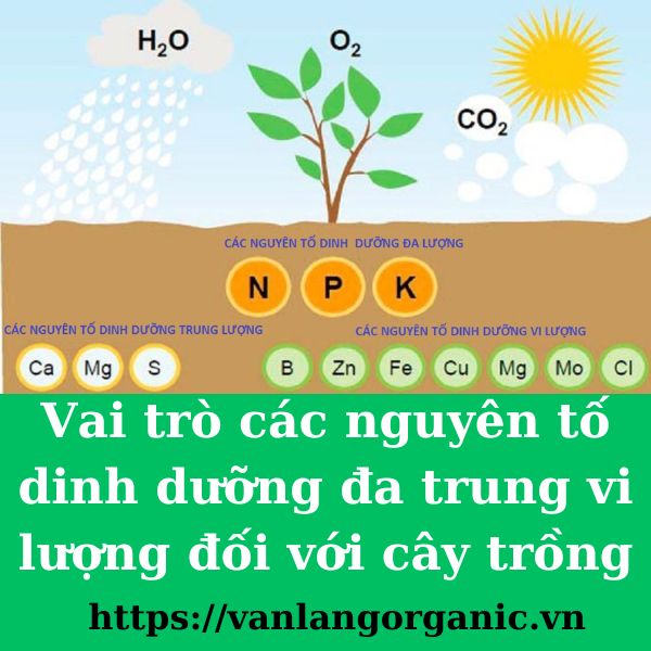 Vai trò các nguyên tố dinh dưỡng đa trung vi lượng đối với cây trồng