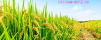 Đối tác của Văn Lang Organic - 15